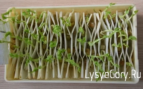 Фитоэкспертиза семенного материала яровых культур
Фитоэкспертиза семенного материала яровых культур