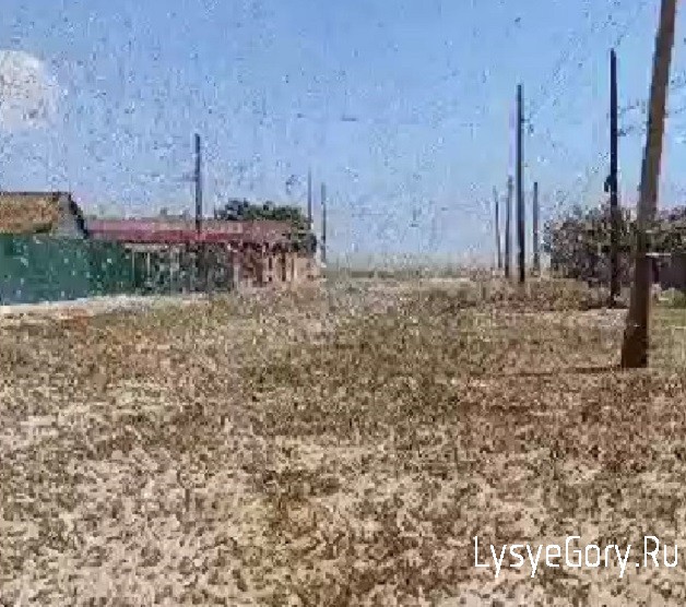 Опровергнуты слухи о нашествии саранчи на Саратовскую область
Опровергнуты слухи о нашествии саранчи на Саратовскую область