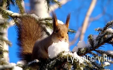 
Оперативный прогноз на 19 февраля 2024 года
