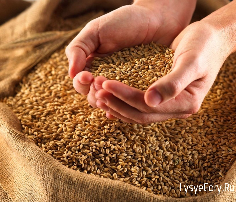 Саратовский филиал продолжает работу по мониторингу качества зерна нового урожая