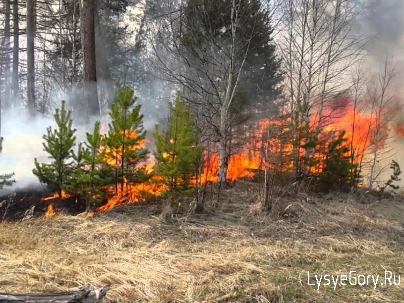 На землях лесного фонда Саратовской области начинается пожароопасный сезон-2020