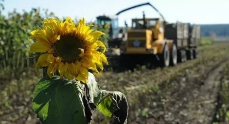 В районе началась уборка подсолнечника В районе началась уборка подсолнечника
