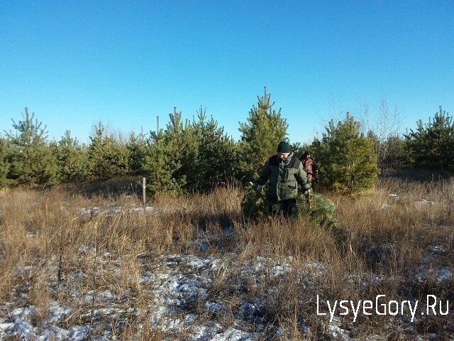 В предновогодние дни усилено патрулирование в лесах В предновогодние дни усилено патрулирование в лесах