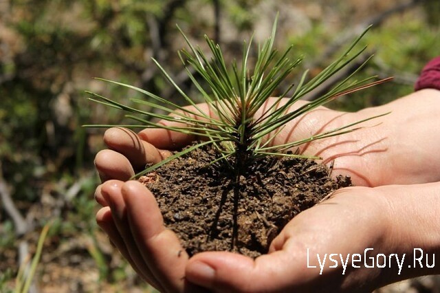 
В Лысогорском районе в 2020 году высажено более 145 гектар леса
