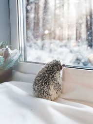
Оперативный прогноз на 22 января
