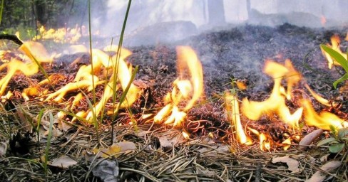Загорание травы и мусора
Загорание травы и мусора