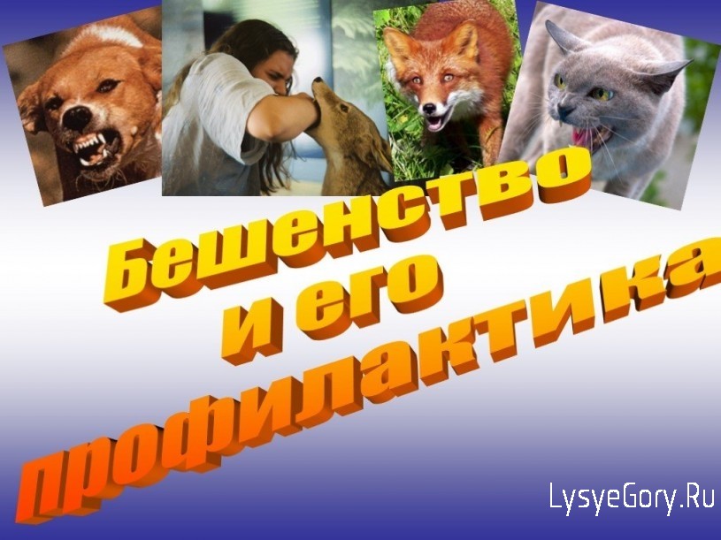 О профилактике бешенства
О профилактике бешенства