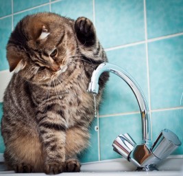 
Внимание! Отключение воды на части улиц в р.п. Лысые Горы
