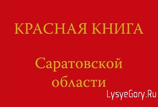 
​В этом году выходит третье издание Красной книги Саратовской области
