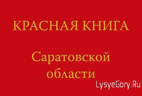 В этом году выходит третье издание Красной книги Саратовской области
В этом году выходит третье издание Красной книги Саратовской области