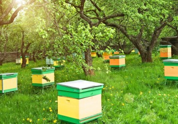 В Саратовской области за 5 лет выросло количество пчел на 16%
В Саратовской области за 5 лет выросло количество пчел на 16%
