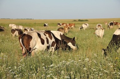 ПАМЯТКА о порядке выпаса и прогона сельскохозяйственных животных на территории Саратовской области