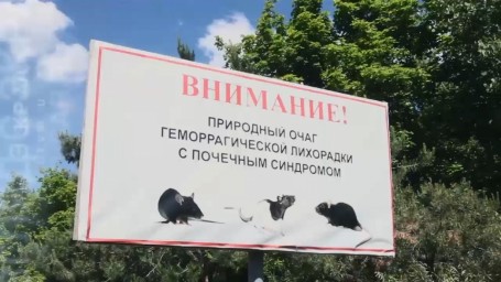 Эпидемия мышиной лихорадки охватила 31 район области
