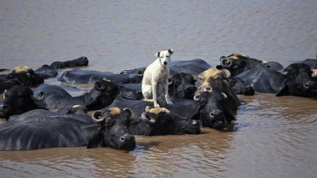 Спасатели о паводке: в Мордовском Карае коровы в воде по шею стоят