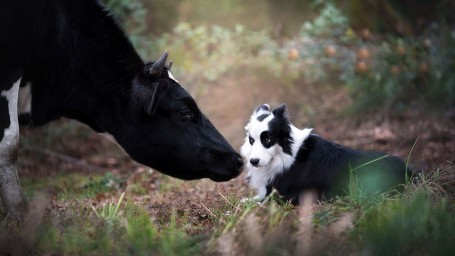 Корова в Обливе и собака в Сергиевском заболели бешенством