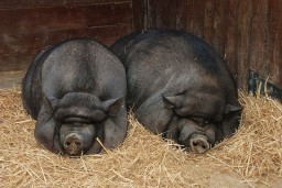В селе Урицкое зафиксирован факт разведения свиней
