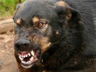 Три тысячи жителей Саратовской области пострадали от укуса бешеных животных