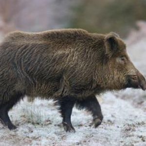 В Саратовской области будет отстрелено 2 тысячи кабанов
